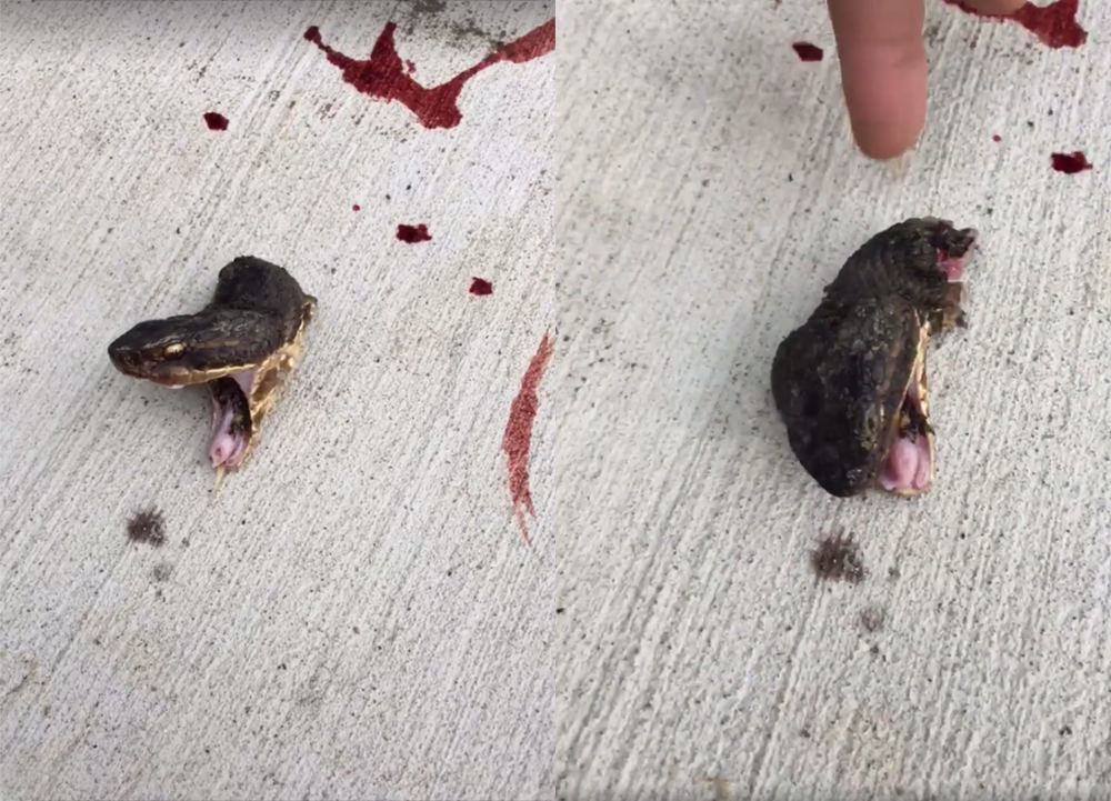 사진=Jill-Scott Mollett