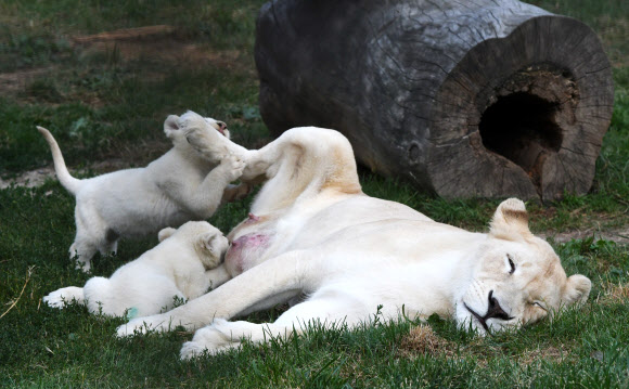 18일(현지시간) 체코 드보렉의 개인 동물원에서 희귀 동물인 어미 백호랑이와 11주 된 다섯마리의 새끼 백호랑이가 공개됐다. AFP 연합뉴스