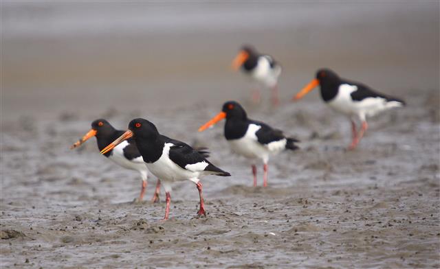 유부도 갯벌은 다양하고 풍부한 저서생물·염생식물이 살아 희귀 철새의 낙원이 됐다. 검은머리물떼새.<br>서천군 제공