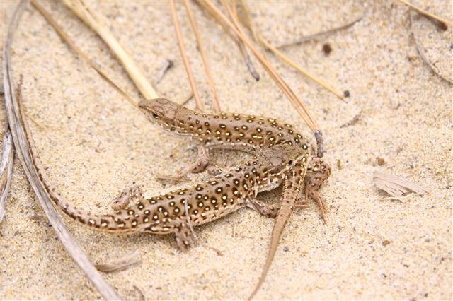 표범장지뱀.<br>서천군 제공