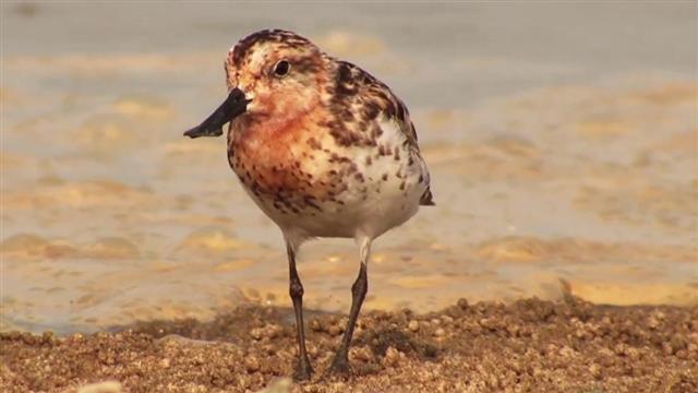 넓적부리도요.<br>서천군 제공