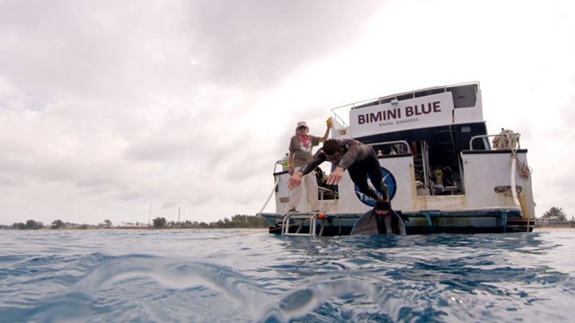 마이클 펠프스가 바하마 제도의 비미니 블루 상어 학교에서 물 속에 뛰어들고 있다. 디스커버리 채널 제공 