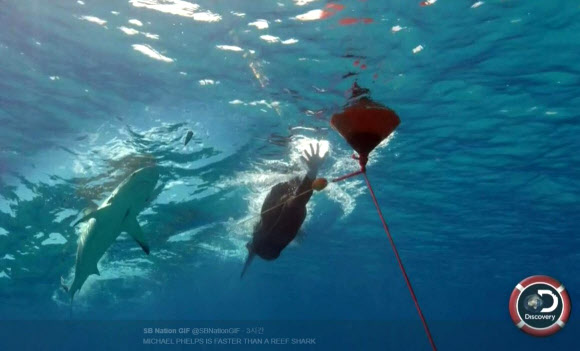 24일(한국시간) 디스커버리채널은 전 세계의 관심을 끈 ’펠프스 vs 상어’ 프로그램을 통해 결과를 공개했다.  안전 문제로 펠프스와 상어의 대결은 따로 경기한 뒤 시간을 비교하는 방식으로 치렀다. 사진은 펠프스와 상어의 대결을 합성한 장면. 디스커버리채널 캡처=연합뉴스