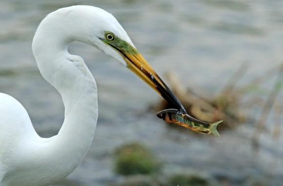 27일 강원 강릉지역의 한 하천에서 백로가 힘겹게 사냥한 피라미가 곧 떨어질 듯 아슬아슬하게 매달려 있다.  연합뉴스