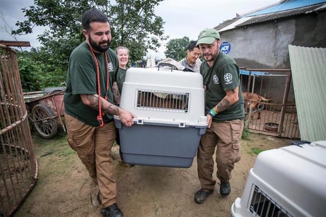 우리 안에 갇혀 있던 개들은 국제 동물보호 단체의 도움으로 이제 새 삶을 찾을 수 있게 됐다. 휴메인소사이어티인터내셔널 제공