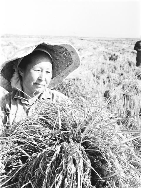 우즈베키스탄·카자흐스탄에 이주한 고려인들은 집단농장(콜호스)에서의 농협활동 등을 통해 낯선 땅에서 삶의 터전을 일구었다. 칼리닌 집단 농장에서 볏짚을 가득 안고 수확의 기쁨을 누리고 있는 고려인. 연합뉴스