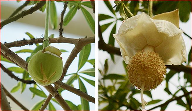 바오밥나무의 개화 전(왼쪽)과 개화 후 모습