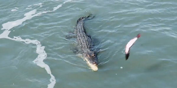 유튜브 영상 캡처