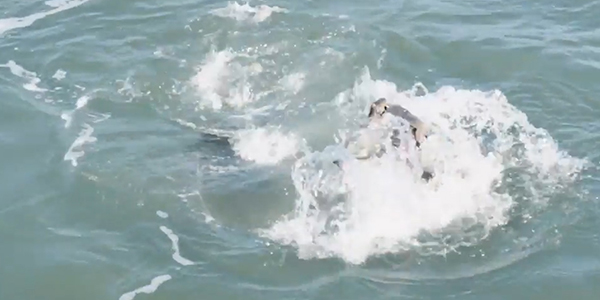 유튜브 영상 캡처