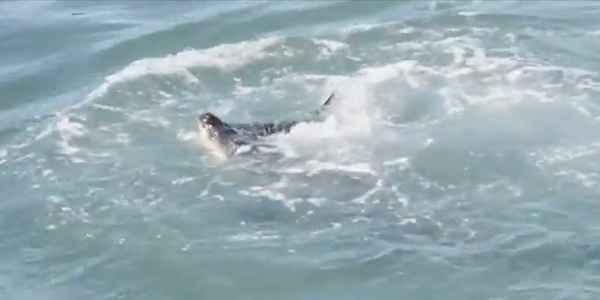 유튜브 영상 캡처