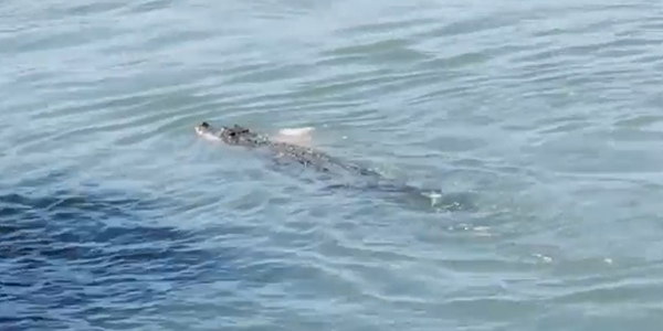 유튜브 영상 캡처