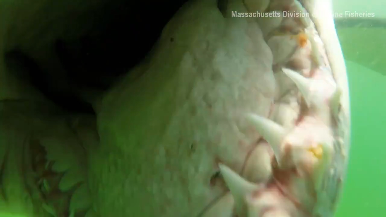 사진=미국 매사추세츠주 해양수산부