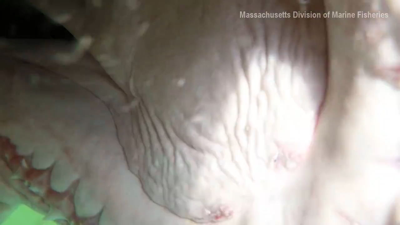사진=미국 매사추세츠주 해양수산부