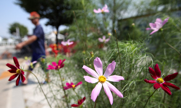 여의도 한강공원에 핀 ’가을 전령’ 코스모스