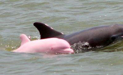 미 해안서 헤엄치는 분홍돌고래