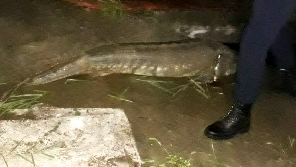 대전천서 발견된 철갑상어