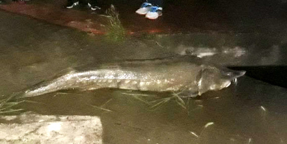 대전천서 발견된 철갑상어