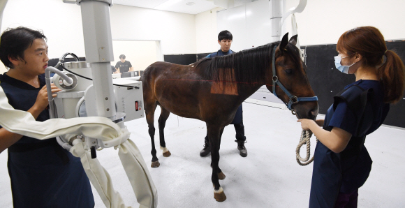 제주시 산천단 제주대 말전문동물병원에서 수의사들이 아픈 말의 상태를 확인하기 위해서 엑스레이 촬영을 하고 있다.