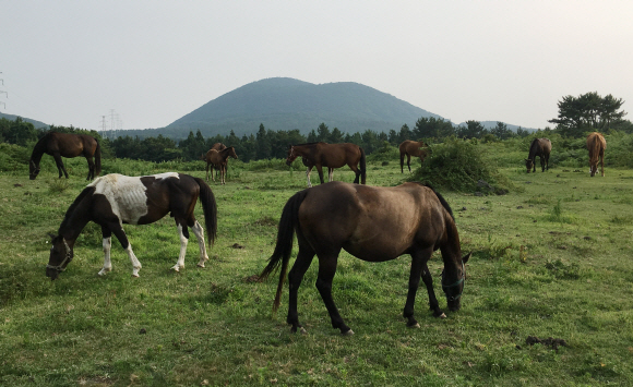 제주시 애월읍 노꼬메오름 초입 방목장에서 말들이 한가로이 풀을 뜯고 있다.