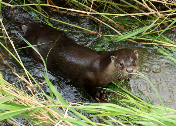 도심 한복판 하천에 사는 수달