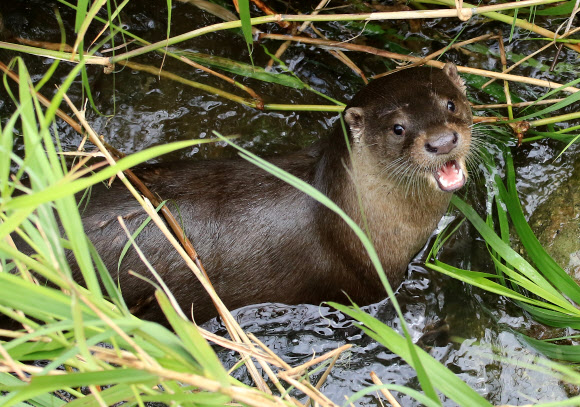 도심 한복판 하천에 살아요