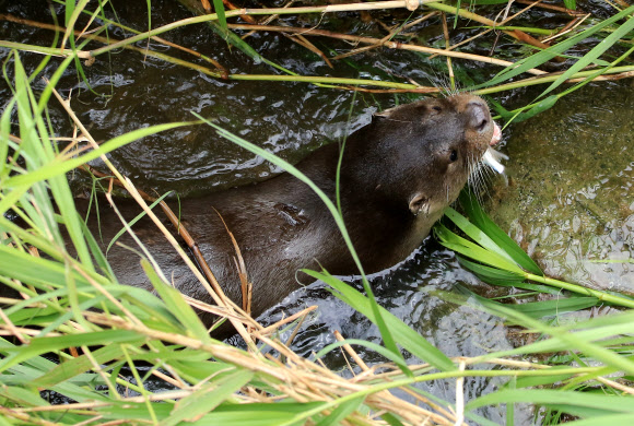 도심 한복판 하천에 사는 수달