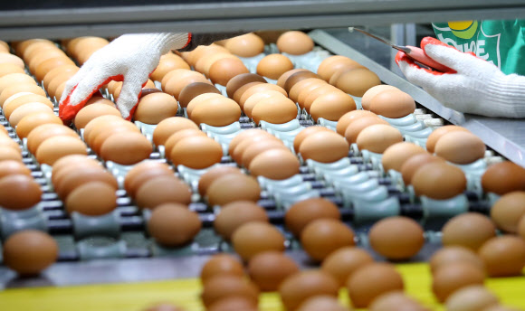 살충제 계란 파장이 전국으로 확산 중인 16일 강원 원주시의 한 양계장에서 직원들이 달걀 선별작업을 하고 있다. 이 농장은 전날 국립농산품질관리원의 검사를 통과해 달걀 출하 작업을 재개했다.  연합뉴스