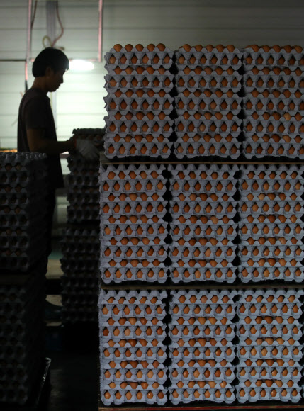 살충제 계란 파장이 전국으로 확산 중인 16일 강원 원주시의 한 양계장에서 직원들이 달걀 적재 작업을 하고 있다. 이 농장은 전날 국립농산품질관리원의 검사를 통과해 달걀 출하 작업을 재개했다.  연합뉴스