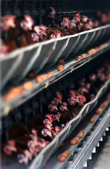 살충제 계란 파장이 전국으로 확산된 16일 강원 철원군의 한 농장에 수거되지 않은 계란이 놓여 있다. 식품의약품안전처는 이 농장의 계란에서 피프로닐이 국제 기준치보다 높게 검출됐다고 이날 밝혔다.  연합뉴스