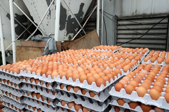 16일 경기도 남양주시의 한 농장에서 폐기될 계란이 모여 있다.  이 농장의 계란에서 살충제 성분인 ’피프로닐’(Fipronil)이 검출돼 당국이 계란을 전량 폐기하고 있다.  연합뉴스