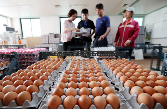 16일 오전 광주 북구의 한 계란 도매상에서 광주 북구청 직원들이 전수조사를 실시하고 있다. 경기?강원 지역 계란에서 살충제 성분이 검출돼 전남 지역 계란도 출하가 보류돼 해당 도매상은 전날 하루 동안 계란을 들여오지도, 납품하지도 못했다.  연합뉴스