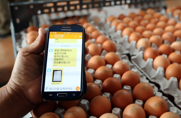 16일 오전 광주 북구의 한 계란 도매상에서 ’농약 잔류 검사 결과 문제가 없어 출하할 수 있다’는 농가의 문자 메시지를 업주가 보여주고 있다. 경기·강원 지역 계란에서 살충제 성분이 검출돼 전남 지역 계란도 출하가 보류돼 해당 도매상은 전날 하루 동안 계란을 들여오지도, 납품하지도 못했다.  연합뉴스