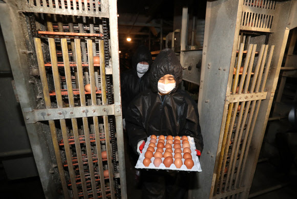 ’살충제 계란’ 파동으로 국민들의 불안감이 커져가는 16일 경기도 양주시의 한 산란계 농장에서 농식품부 농산물품질관리원 검사요원이 검사를 위해 계란을 수거하고 있다.  연합뉴스