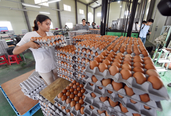 16일 식용란 살충제 검사를 통과해 반출적합 판정을 받은 경기도 화성시의 한 양계농가에서 직원이  계란반출을 위해 선별작업을 하고 있다.  정연호 기자 tpgod@seoul.co.kr