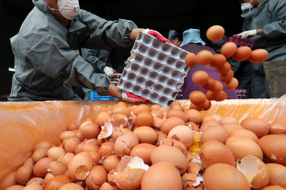 방역당국 관계자들이 16일 경기 남양주의 한 농장에서 살충제 성분이 검출된 달걀을 폐기하고 있다. 연합뉴스