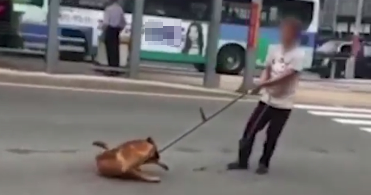 부산 구포가축시장 인근 대로변에서 탈출한 개를 강제로 끌고 가는 모습.  유튜브 캡처