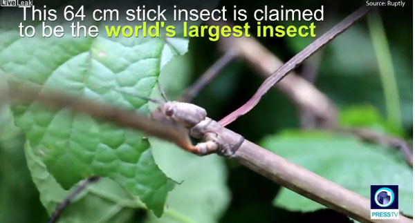 Liveleak, Yoel Silverio youtube