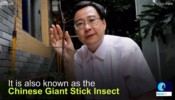 Liveleak, Yoel Silverio youtube