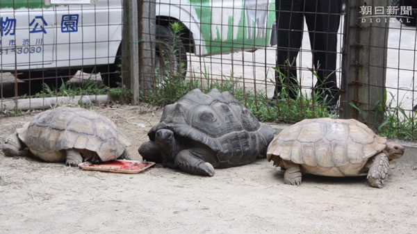 朝日新聞社 youtube