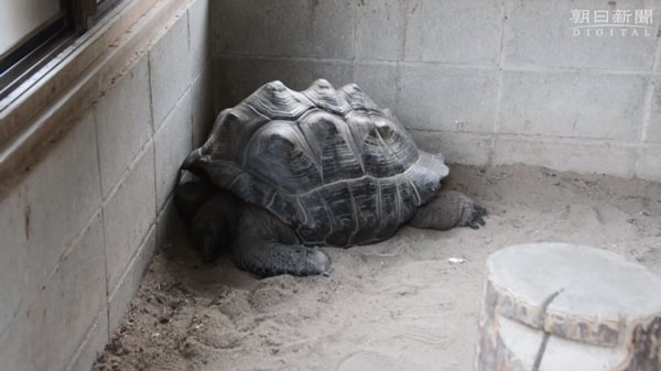 朝日新聞社 youtube