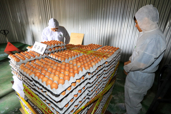식약처 살충제 계란 유해성 결과 내일 발표