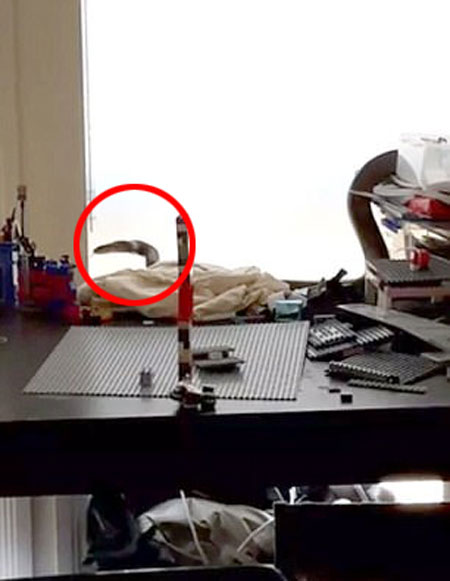 Gold Coast and Brisbane Snake Catcher / Big Bang youtube