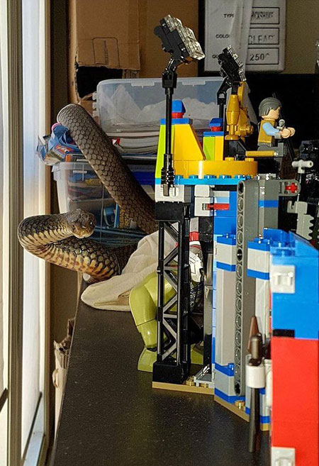 Gold Coast and Brisbane Snake Catcher / Big Bang youtube