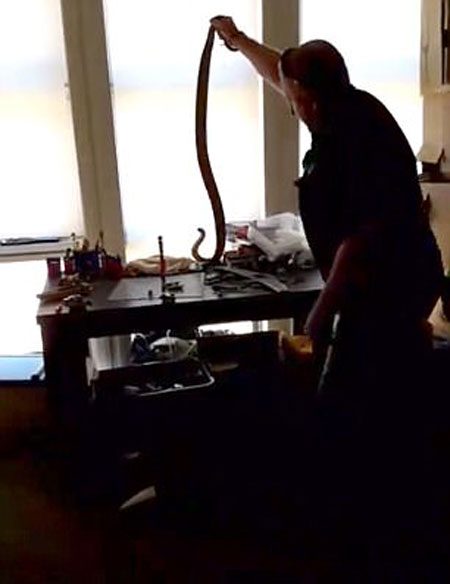 Gold Coast and Brisbane Snake Catcher / Big Bang youtube