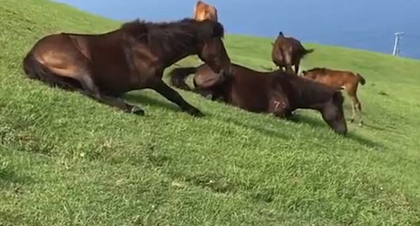 Jukin, Global Sports News youtube