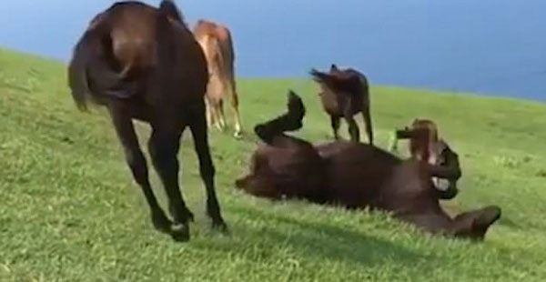 Jukin, Global Sports News youtube