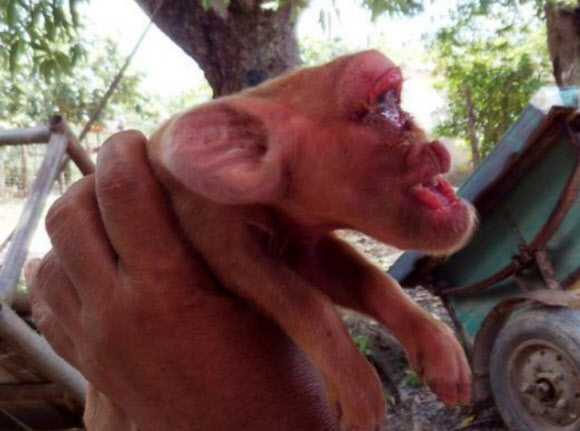 쿠바서 태어난 ‘원숭이 얼굴’ 돼지