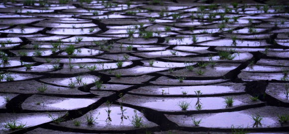 175회 이달의 보도사진상 수상작