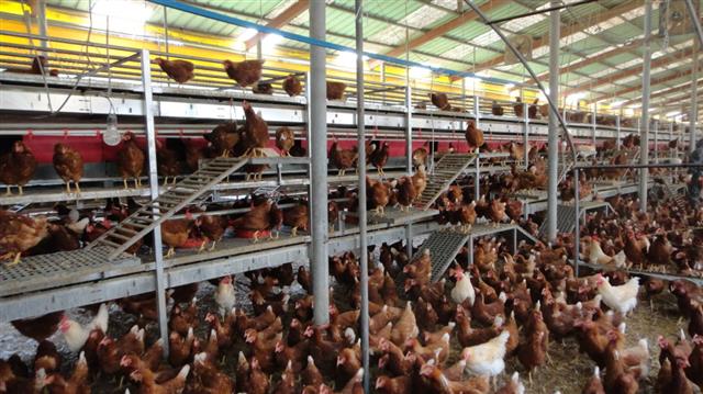 닭들이 자유롭게 다닐 수 있게 만든 다단식 사육시설. 국립축산과학원 제공