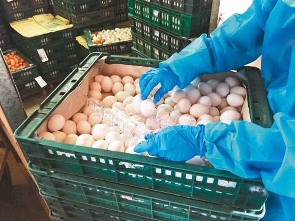 대만산 계란서도 살충제 피프로닐 검출